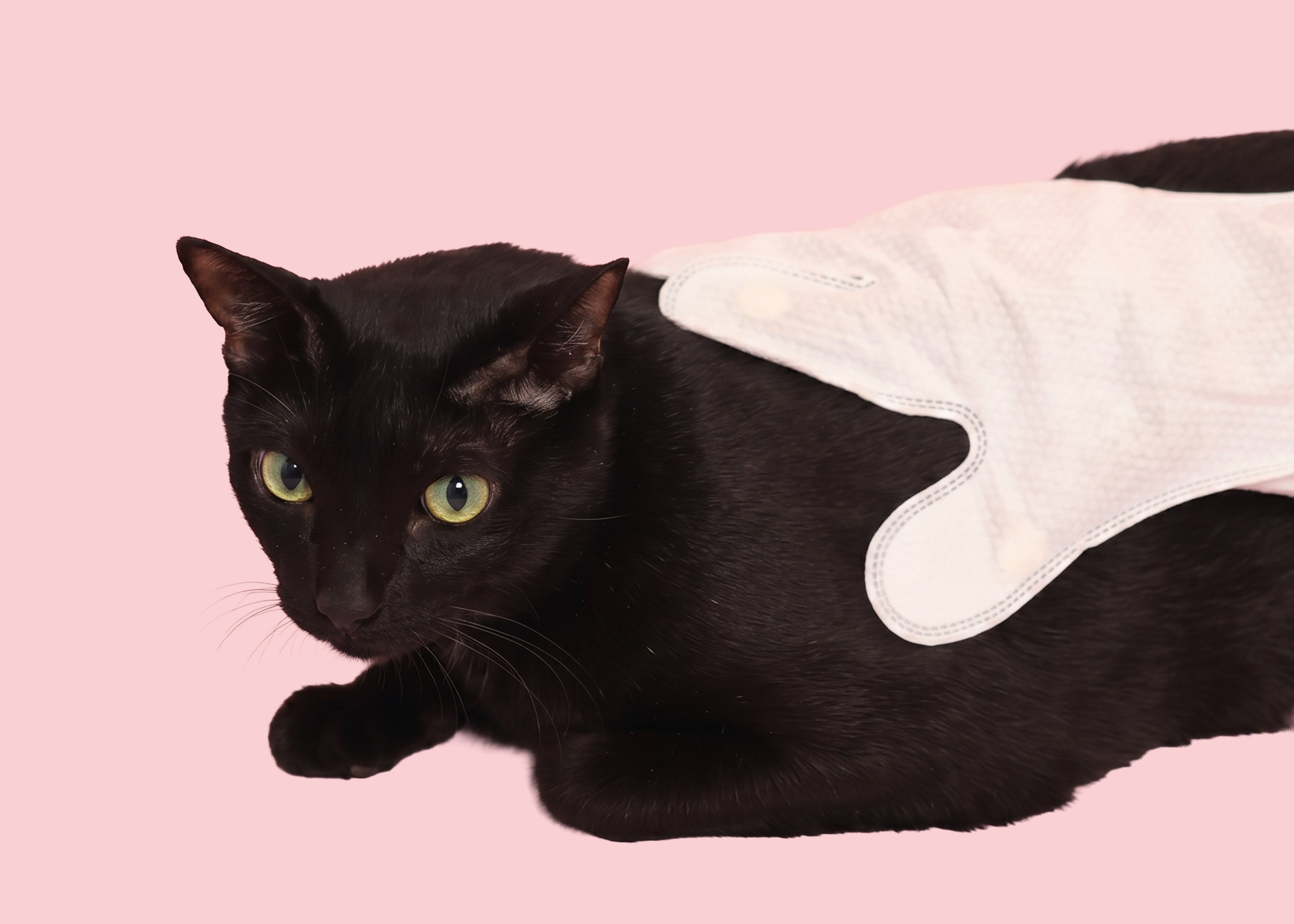 Roth Starter Care Kit – Cats