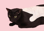 Roth Glove Wipes for Cats (4 pc)