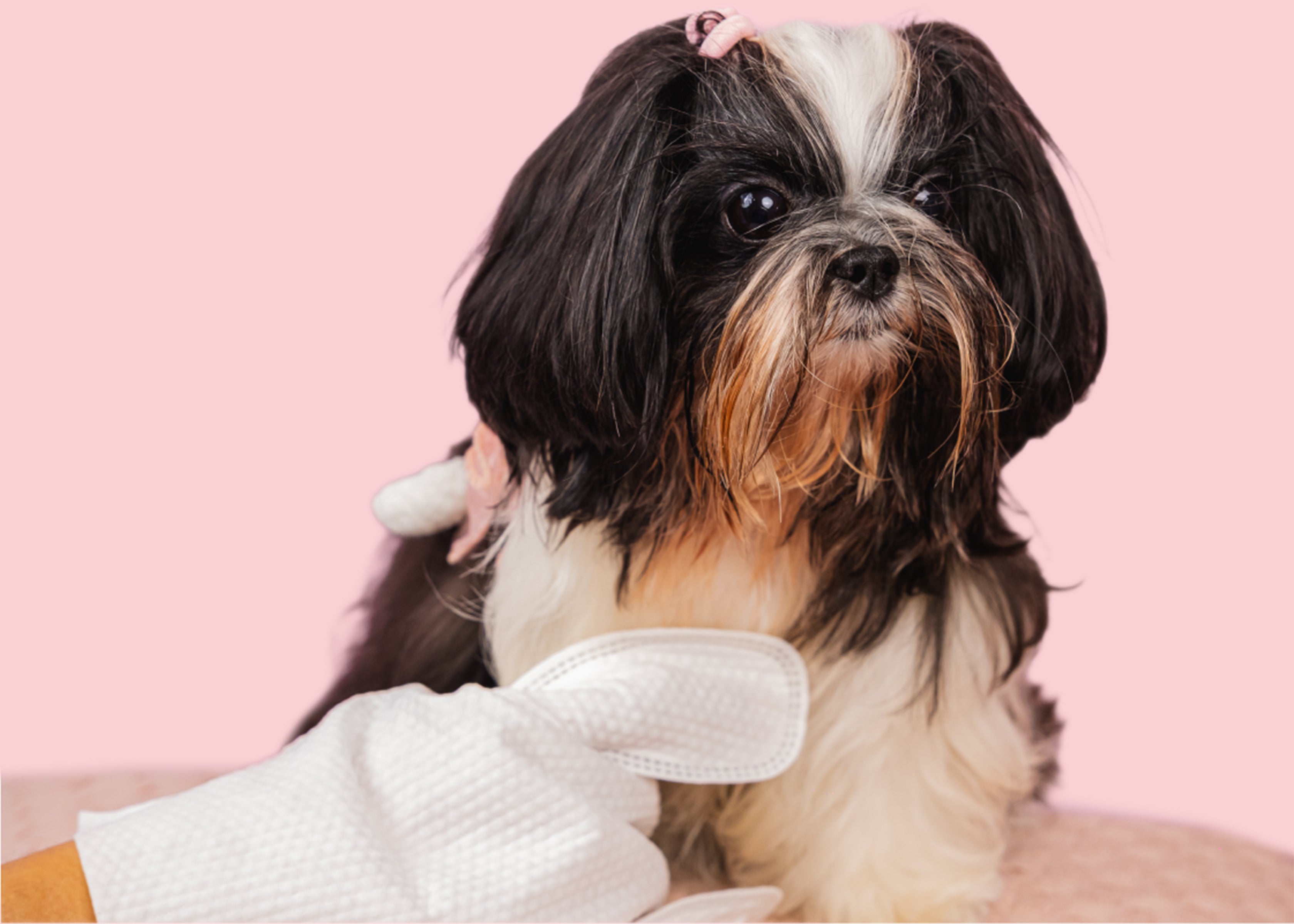 Roth Monthly Care Kit – Dogs
