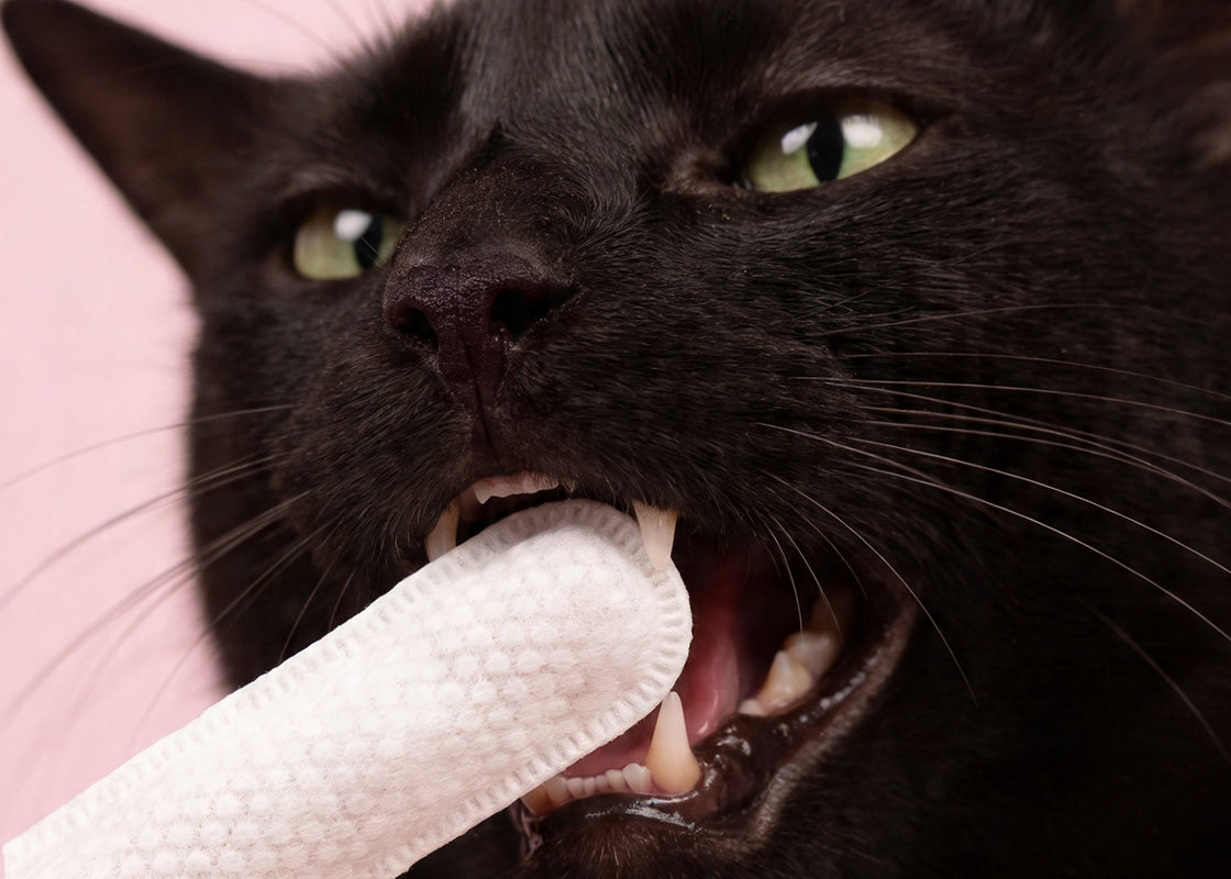 Roth Monthly Care Kit – Cats