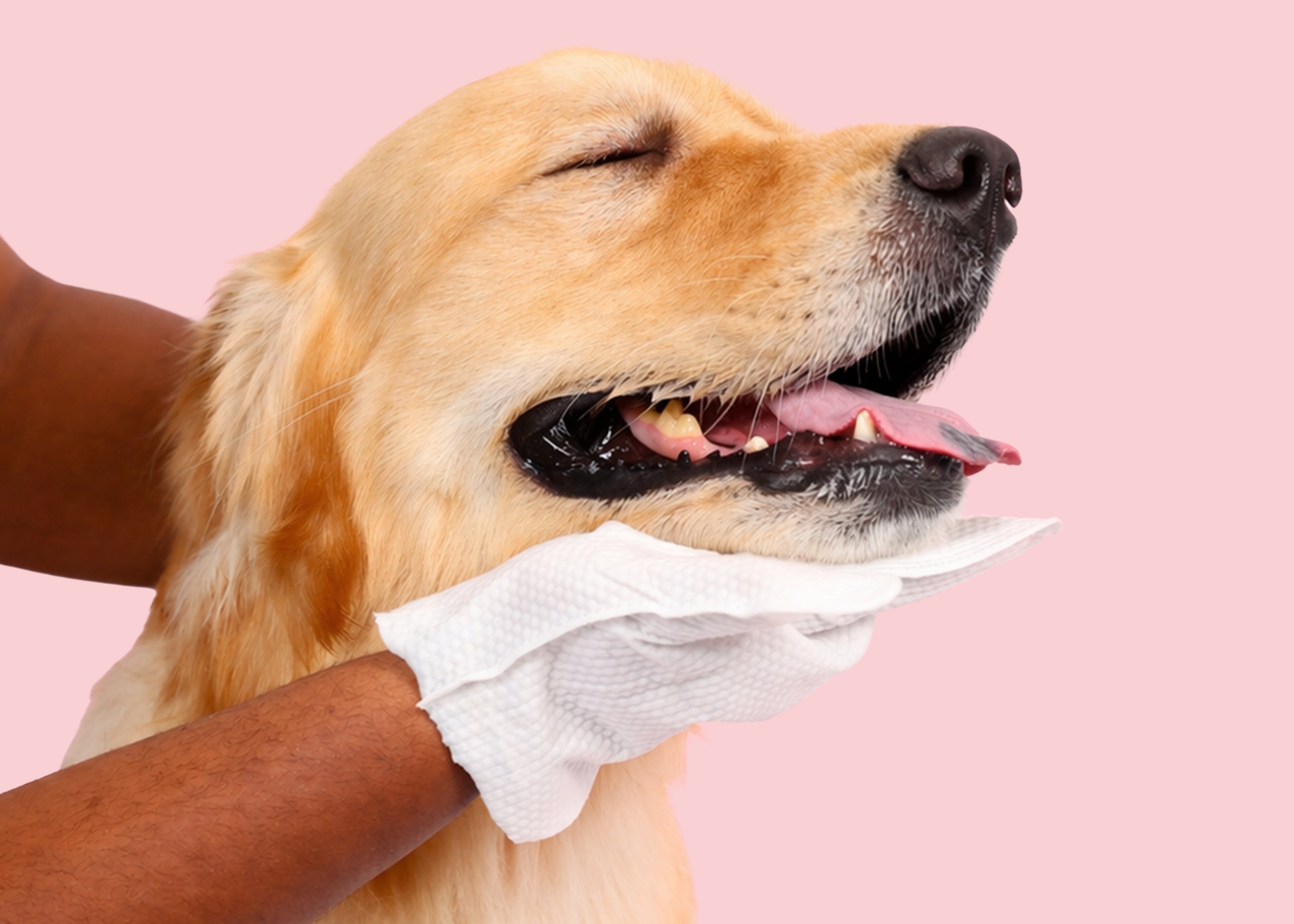 Roth Monthly Care Kit – Dogs